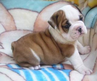 Englisch Bulldogge-Welpen