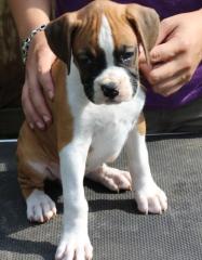 Dreifarbige Boxer Welpen