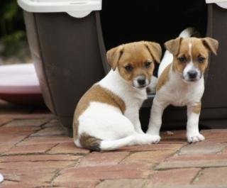 Jack Russell Terrier Welpen reinrassig Whatsapp 4915145672158