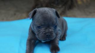 Französische Bulldogge Blau