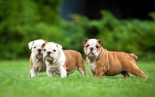 Englische Bulldogge 11 Wochen alt