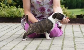 Miniature-Bullterrier Welpen extra Auslesegesundheitszucht nur in allerbeste Hän