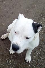 Dogo Argentino Rüde, unkastriert, gechipt, geimpft, entwurmt