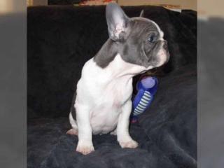 Französische Bulldogge Welpen blue fawn sable noch Rüde und Hündin