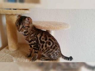 Bengalischen Kitten mit Stammbaum