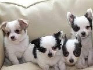 Chihuahua Welpen
