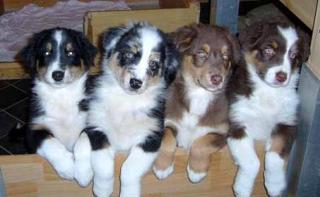 Zuckersüße Miniature Australian Shepherd Welpen.