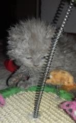 Wunderschöne Selkirk Rex Kitten mit tollen Locken