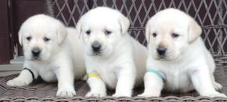 Schöne Labrador Welpen - reinrassige Doppel Pedigree - weiblich männlich