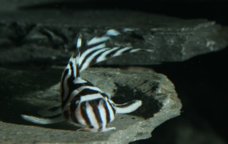 Gute Sammlung exotischer Wels Pleco