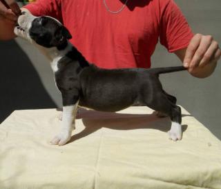 Wir haben derzeit wunderschöne American Staffordshire Terrier Welpen