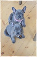 Französische Bulldoggen Welpen mit Papiere in Blue Red Fawn