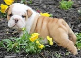 Englische Bulldogge Rassehunde Dogge