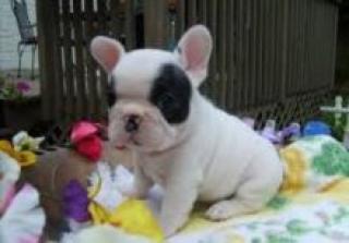 Französische Bulldoggen Welpen Papiere