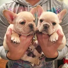 Wunderschöne kräftige, freiatmende, reinrassige Französische Bulldogge