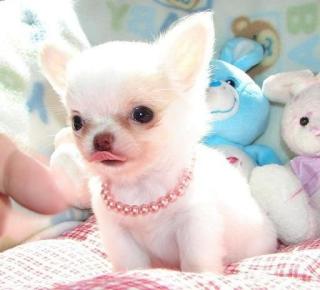 Langhaar Chihuahua Welpen Stammbaum