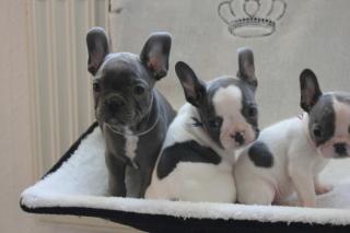 Französische Bulldoggen Welpen mit Papiere in Blue Red Fawn