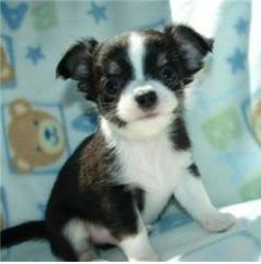 Chihuahua Welpen mit Stammbaum Whatsapp 4915145672158
