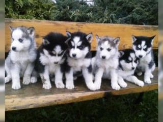 Traumhaft schöne Husky - Welpen