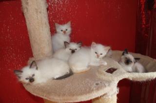 Heilige Birma Kitten