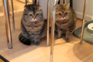 Britissche Kater und Scottish Kater