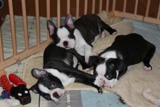 Boston Terrier Welpen zu verkaufen