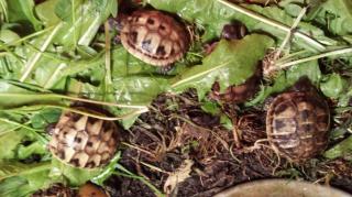 Griech. Landschildkröten THB NZ 2021 / 2021