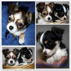 Chihuahua Welpen m. Papiere, mit Attest, reinrassig, deutsche Zucht