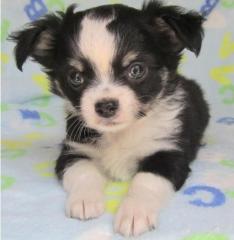 Chihuahua Welpen mit Stammbaum