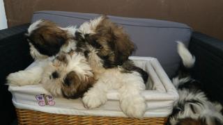 SHIH TZU WELPEN suchen liebevolles Zuhause auf Lebenszeit