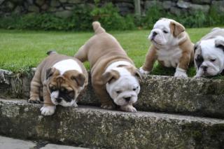 Süße Englisch Bulldogge Welpen mit Papiere Whatsapp 49 176 54920862