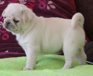 Wunderschöne Rasse männlichen Mops Welpen zur Verfügung.