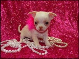 Superkleine Mini Chihuahua Welpen Langhaar und Kurzhaar mit papieren