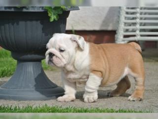 Der letzte englische Buldogge Welpe