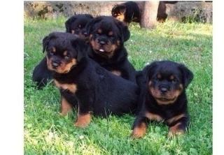 Wunderschöne reinrassige Rottweilerwelpen