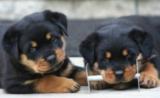 Rottweiler Welpen