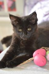 Felixkater sucht liebevollen Dosenöffner