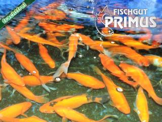 4 Laichgoldfische - Größe 15-20 cm