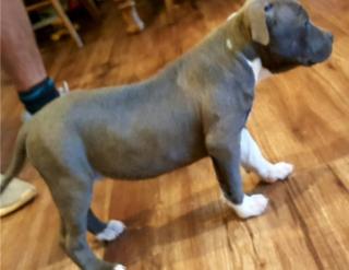 American Stafford Pitbull blueline, 12 Wochen alte Welpen ccf