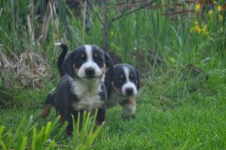 Reinrassige Appenzeller Sennenhund Welpen suchen ein neues Zuhause