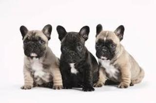 Französische Bulldogge Babies