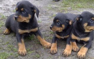 Super gezogene Rottweiler Welpen WhatsApp 4915145672158 .