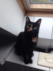 Katze in liebevolle Hände abzugeben