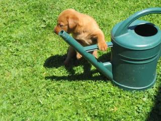 Labrador Welpen Fox Red