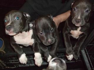 American Bully XXL Welpen