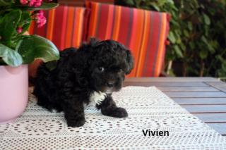 Bolonka Zwetna Welpen, kleine reinrassige schwarze Hündinnen