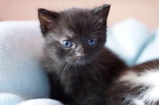 2 Baby Katzen abzugeben