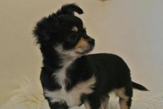 Chihuahua-Welpen mit VDH-Papieren