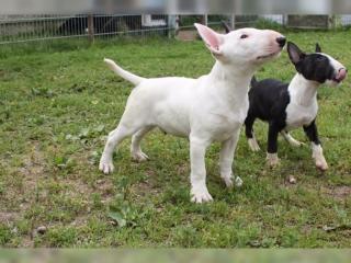VDH /GBF STANDARD Miniatur Bull Terrier Welpen