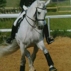 Reitunterricht Dressur u. Springen